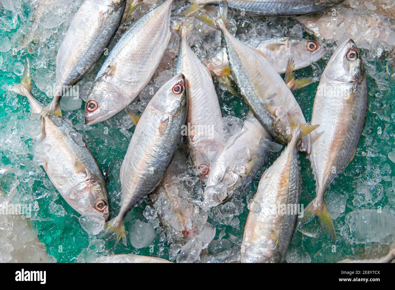 Poisson saba​ maquereau frais sur glace au supermarché. Vue de dessus de maquereau frais ou de saba sur la glace à vendre. Plateau de marché - poisson de Saba arrangent dans la glace. Banque D'Images