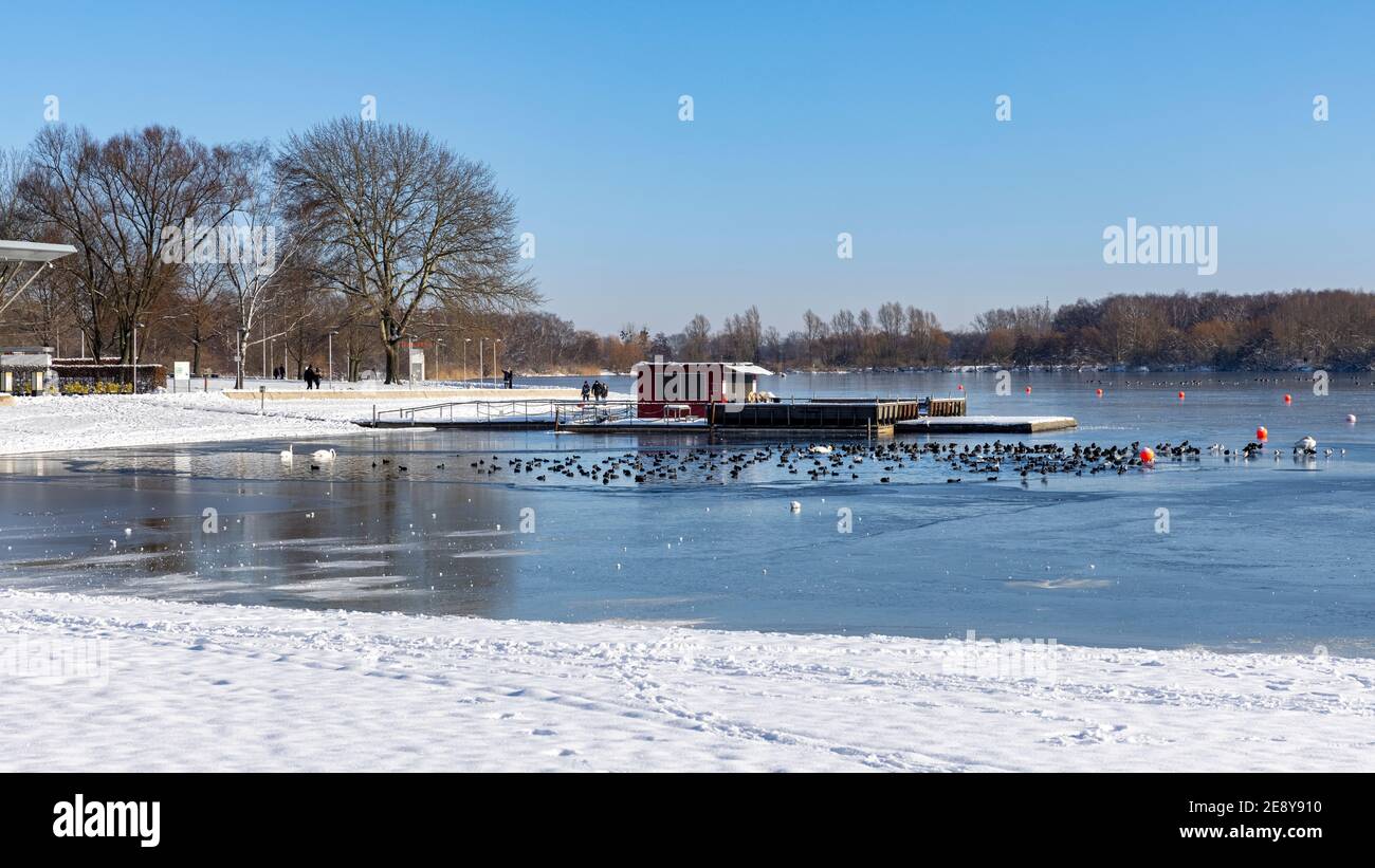 L'hiver nord-allemand a presque gelé de petits lacs. Seule une petite zone d'eau est ouverte et un troupeau d'oiseaux envahissent la zone d'eau libre Banque D'Images