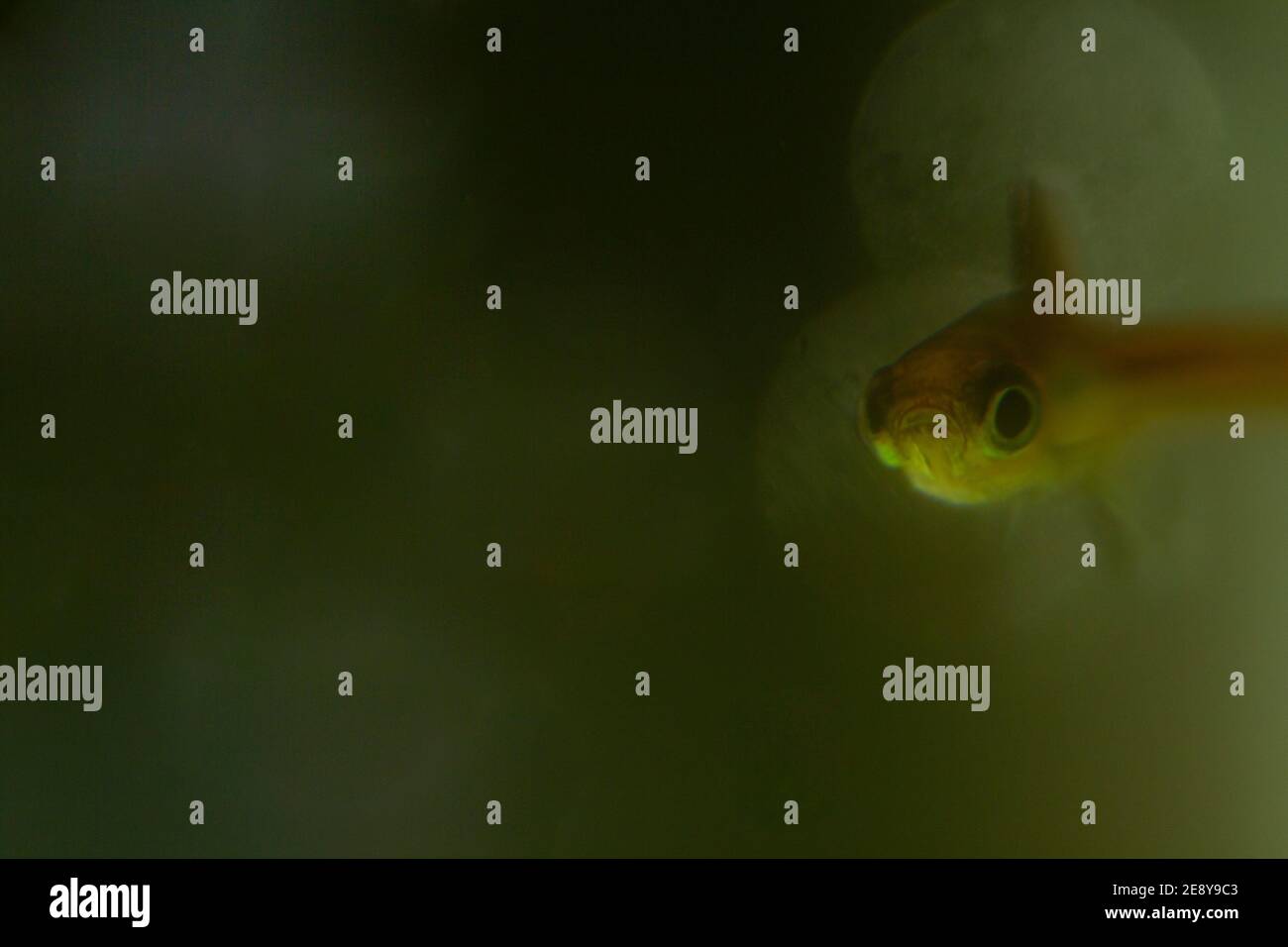 Moustique Rasbora Boraras Brigittae Banque D Image Et Photos Alamy