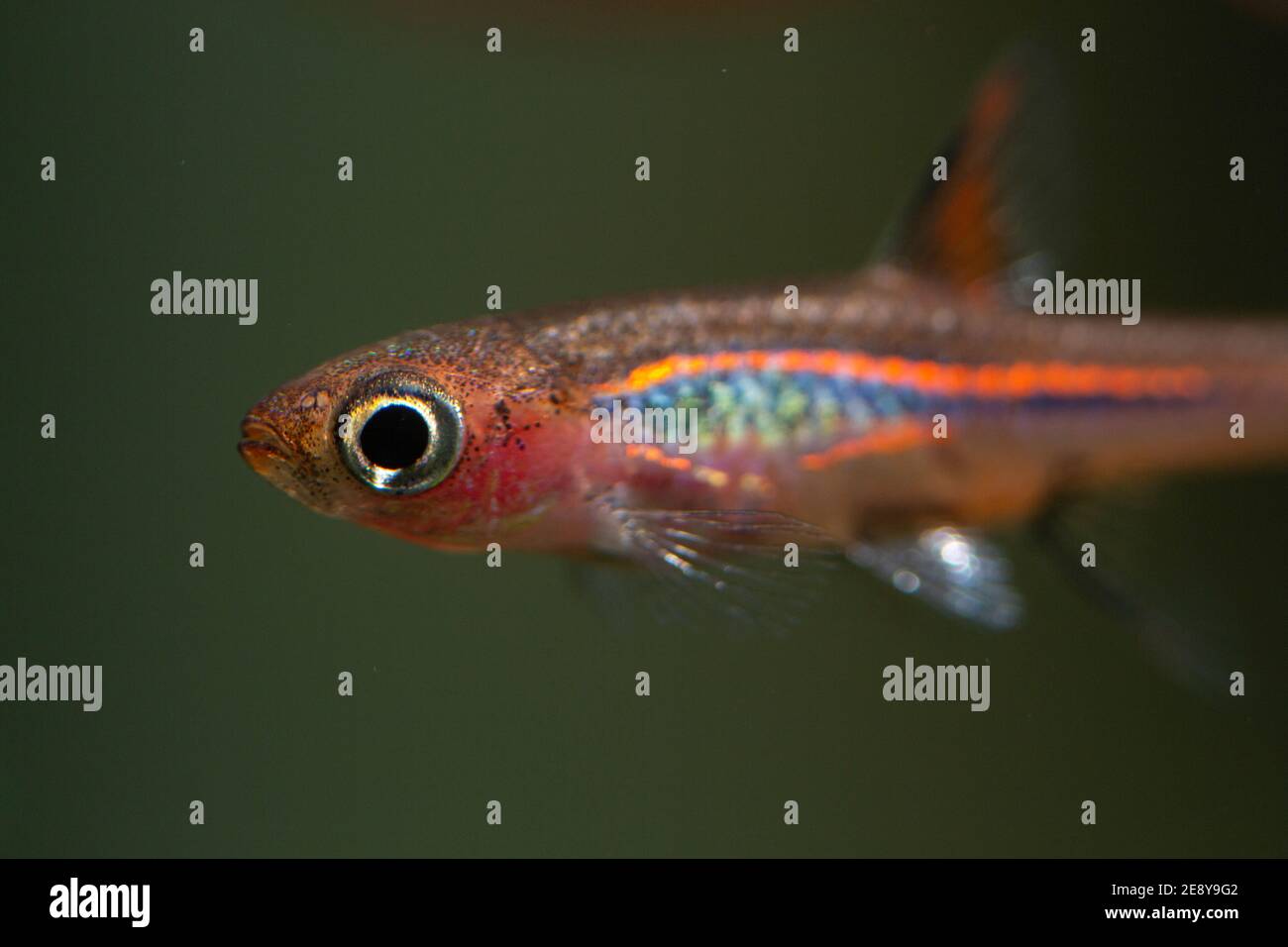 Rasbora de moustique rouge de poisson nano Banque D'Images