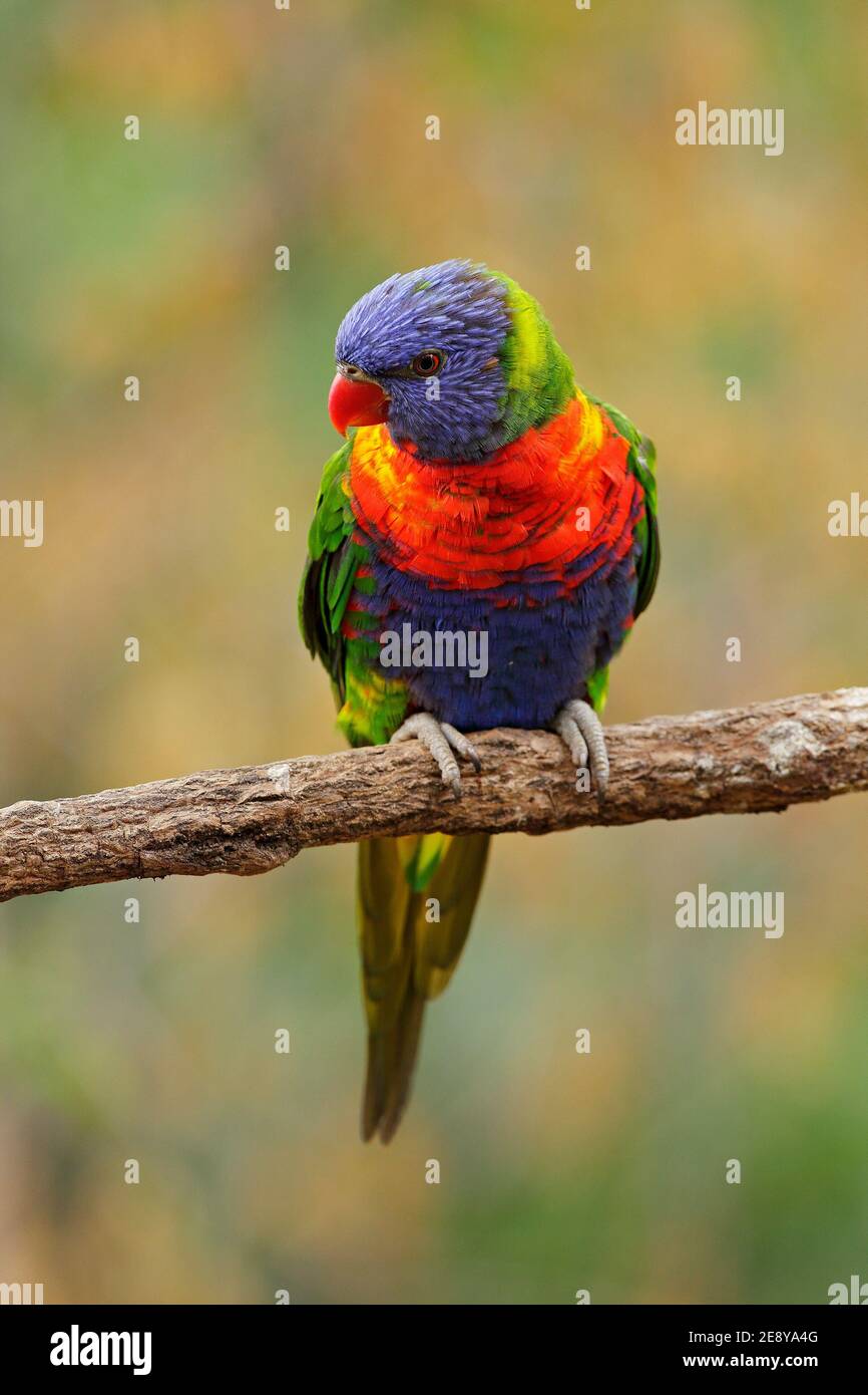 Rainbow Lorikeets Trichoglossus haematodus, perroquet coloré assis sur la branche, animal dans l'habitat naturel, Australie. Oiseau bleu, rouge et vert Banque D'Images