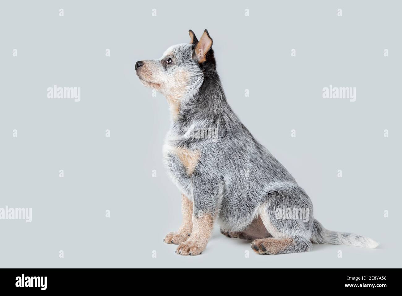 Mignon chiot heeler bleu assis isolé sur fond gris. Portrait d'animal de compagnie de chien de bétail australien Banque D'Images