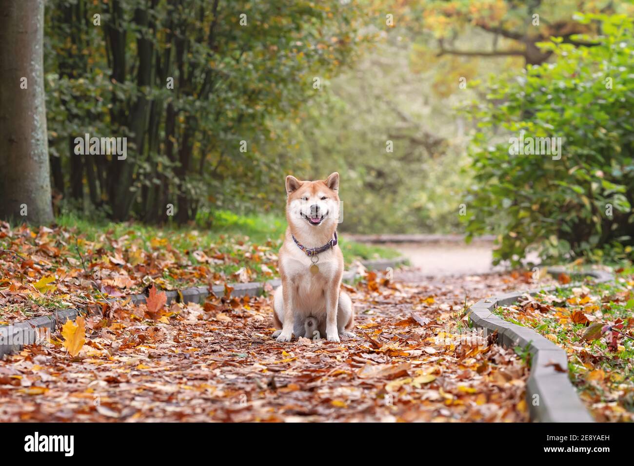 Adorable chien au gingembre de race shiba inu assis sur le chemin avec des feuilles tombées sur le chemin de l'automne Banque D'Images