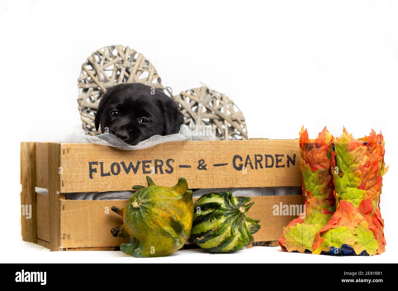 Black labrador Puppy regarde de façon rêveuse sur le bord d'une boîte en bois avec le texte fleurs et jardin. Cœur en bois. Décoration sur le thème de l'automne. Banque D'Images