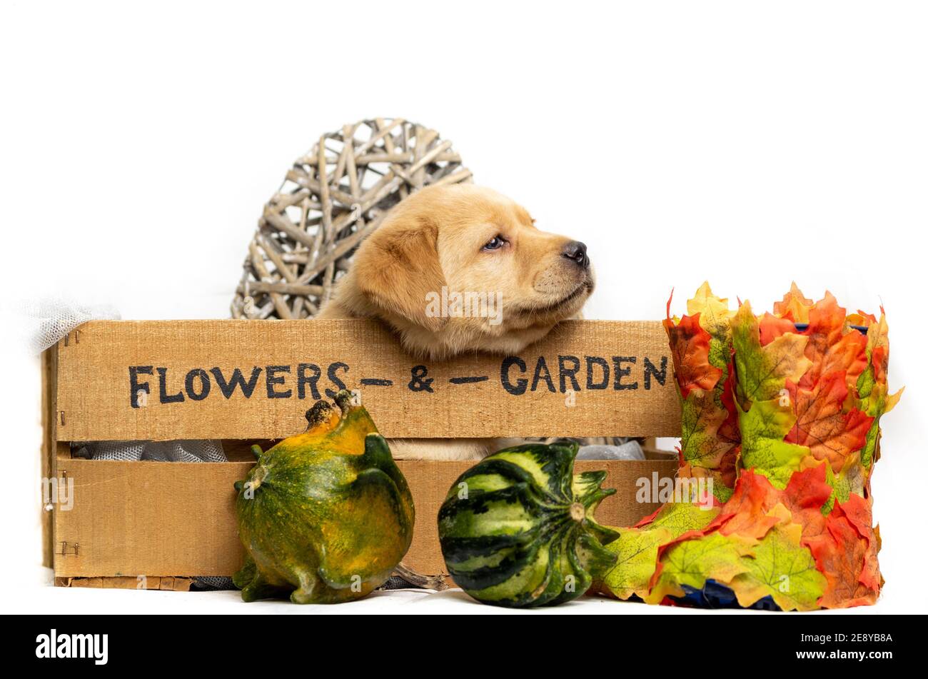Le chiot blond labrador a une apparence rêveuse sur le bord d'une boîte en bois avec le texte fleurs et jardin. Cœur en bois. Décoration sur le thème de l'automne. Banque D'Images