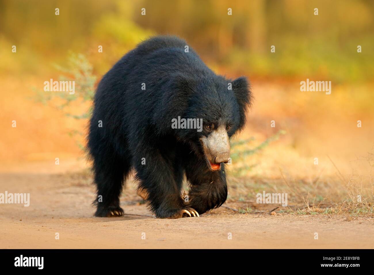 Ours en peluche, Melursus ursinus, parc national de Ranthambore, Inde. Animal sauvage dangereux en Inde. Faune et flore d'Asie. Animal sur la route. Banque D'Images