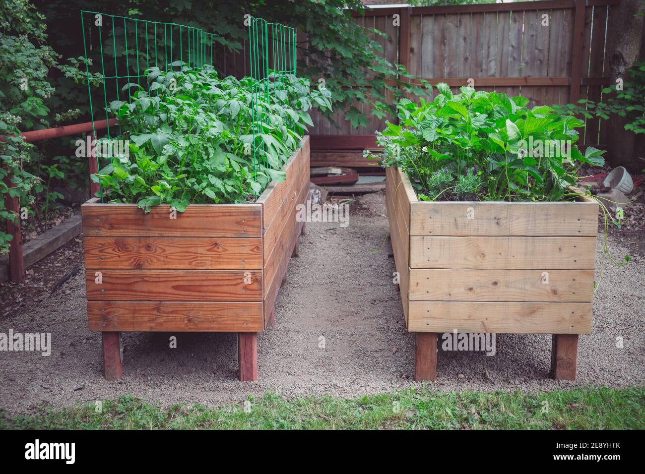 Lits de jardin de légumes en bois avec pommes de terre et fraises Croissance Banque D'Images