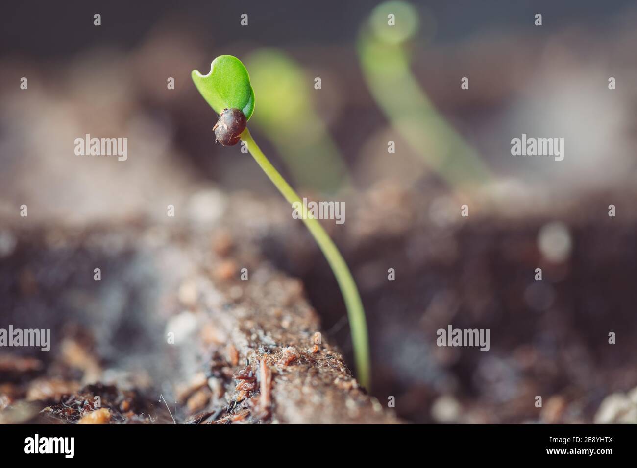 Gros plan des semis de Green Kale en croissance dans un Seed Starter Kit avec lumière du soleil Banque D'Images