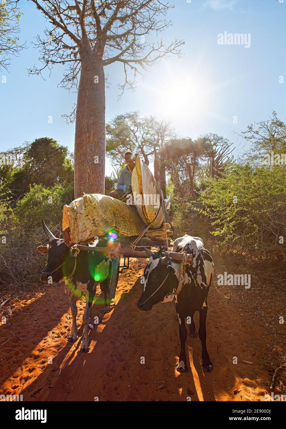 Ifaty, Madagascar - 01 mai 2019 : homme malgache inconnu portant des pirogas non terminés, sur son simple chariot en bois tiré par deux vaches de zébu. DIM Banque D'Images