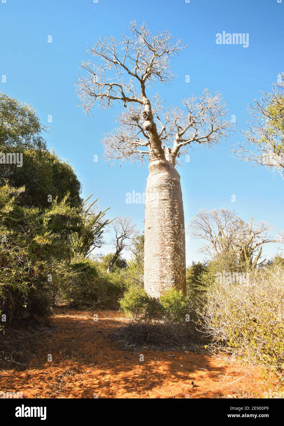Forêt avec petits baobabs et poulpes, buissons et herbe poussant sur un sol rouge et poussiéreux Banque D'Images