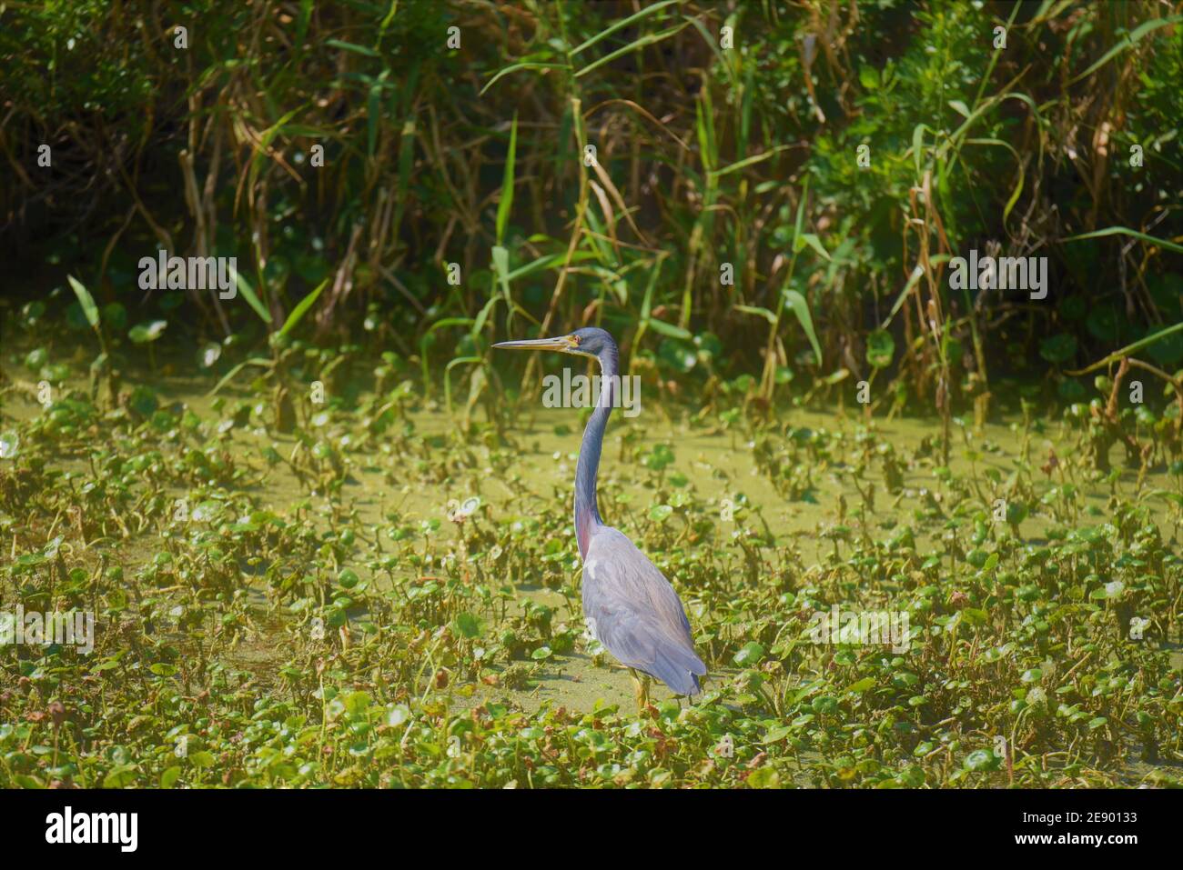 Blue Heron, Patrick AFB, FL Banque D'Images