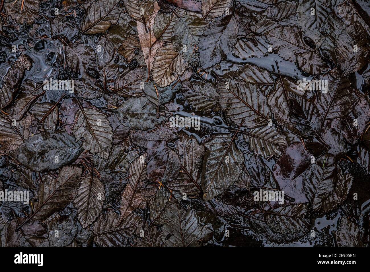 Feuilles sur un pont. Terrain de camping Big Creek. Banque D'Images