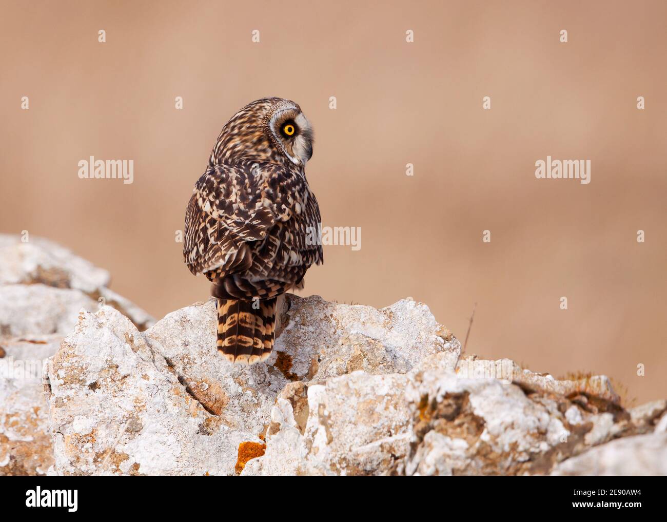 Hibou court dans les Cotswold Hills pendant l'hiver sur un mur en pierre sèche typique Banque D'Images