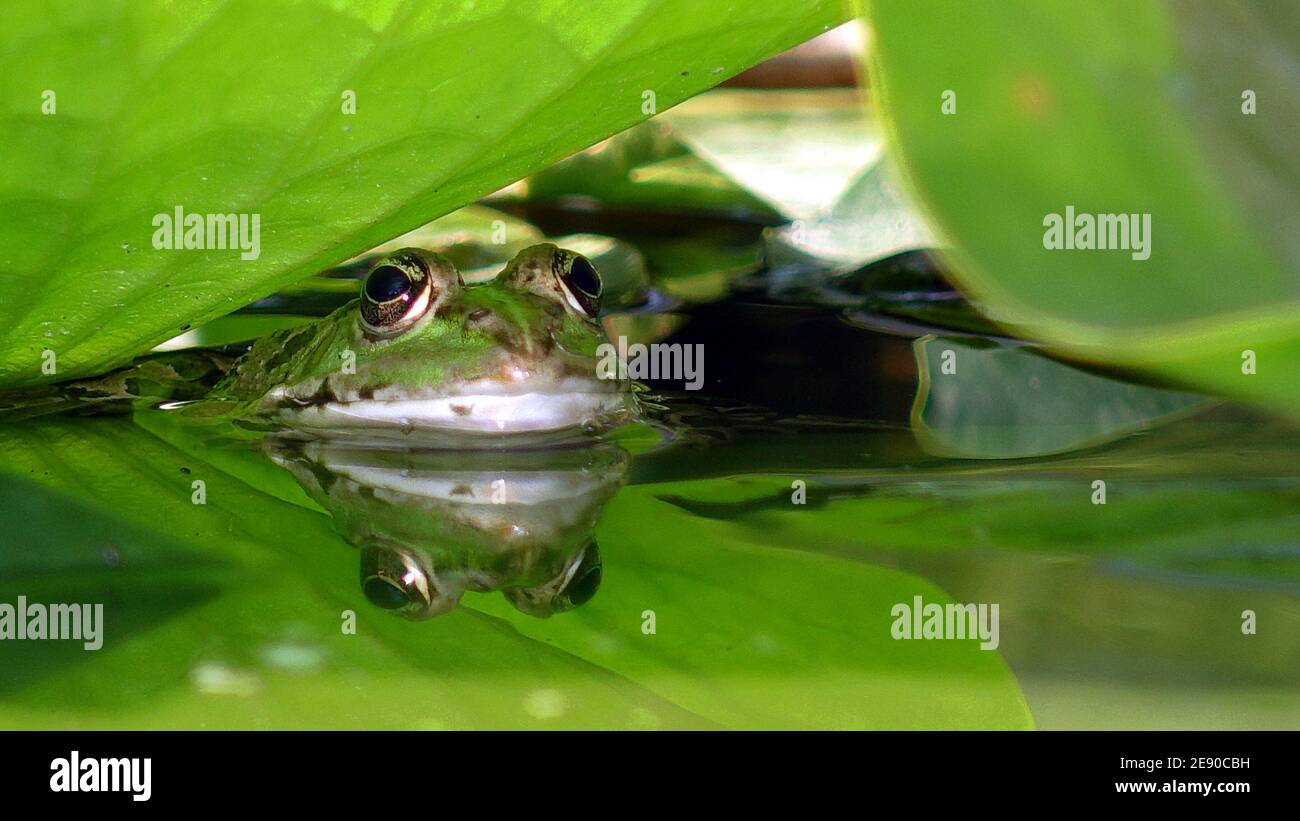 le museau d'une grenouille verte émergeant de l'eau d'un étang recouvert de feuilles de lotus vertes Banque D'Images