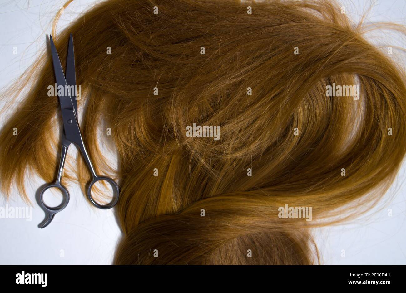 Cheveux longs blonds naturels et sains couchés avec des ciseaux métalliques arrière-plan blanc Banque D'Images