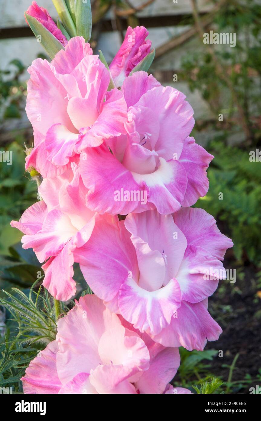 Gros plan de Gladiolus avec de grandes fleurs roses profondes avec une gorge blanche sur un fond de feuilles. Banque D'Images