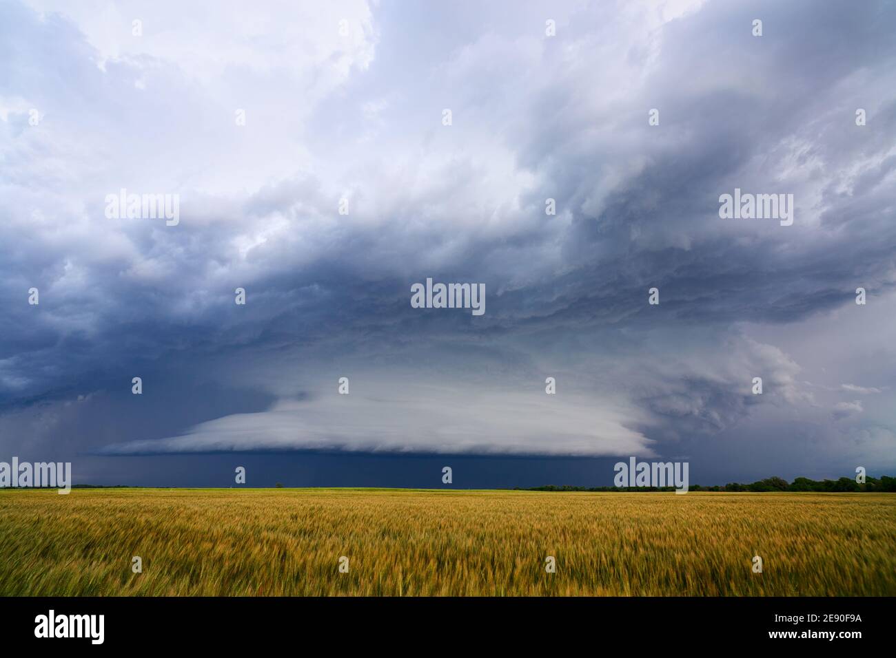 Une tempête spectaculaire surmonte un champ de blé alors qu'un orage violent approche d'Alva, Oklahoma, États-Unis Banque D'Images