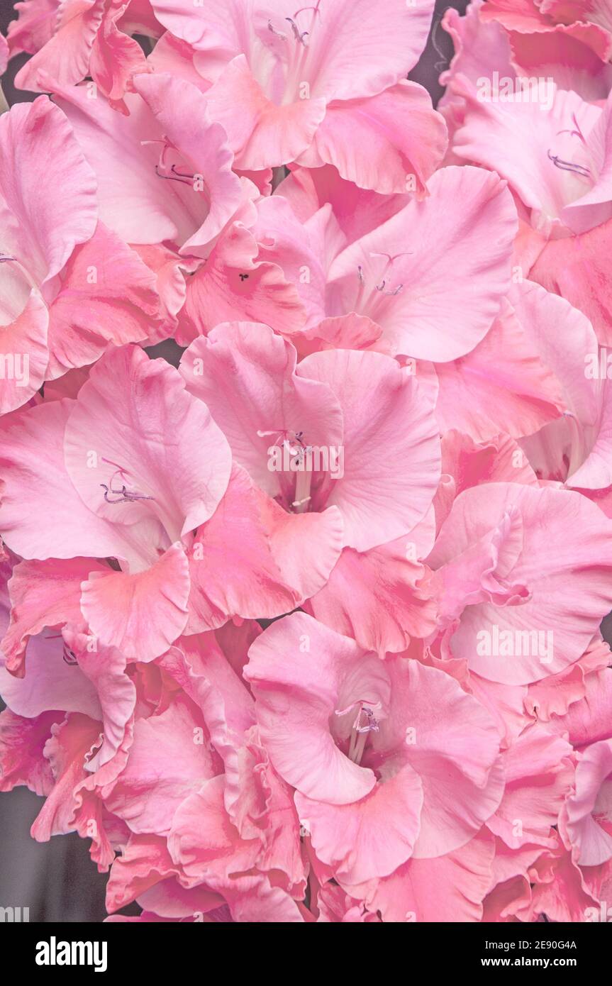 Gros plan de grandes fleurs de la floraison d'été Gladiolus Teamwork Fleurs rose à rose pâle Banque D'Images