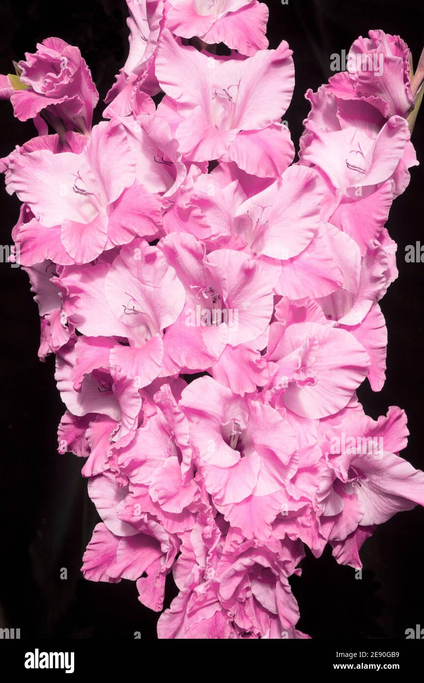 Gros plan de Gladiolus avec de grandes fleurs rose profond avec une gorge blanche sur fond noir. Banque D'Images