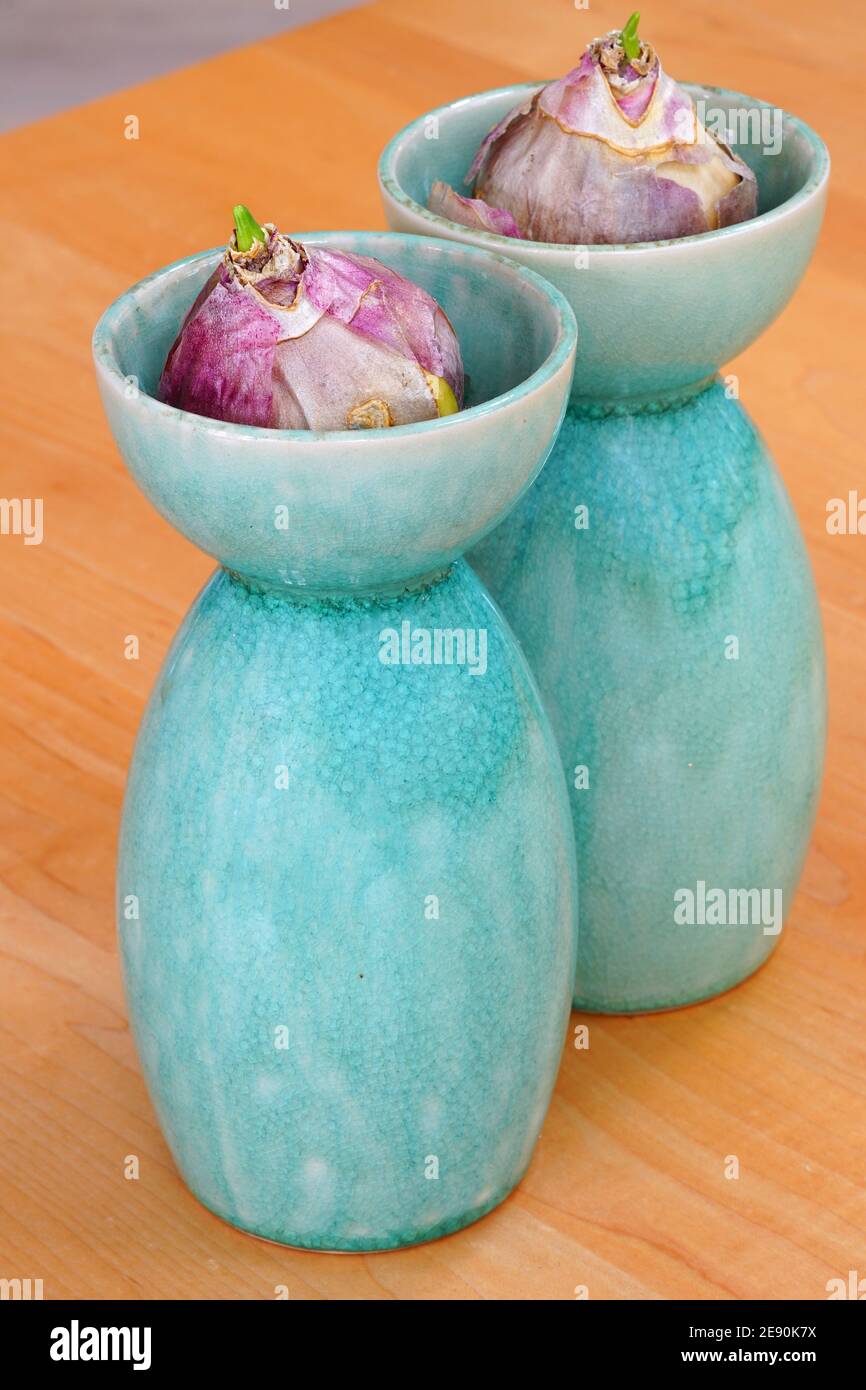 Forcer une fleur de bulbe de jacinthe dans l'eau dans un vase Photo Stock -  Alamy