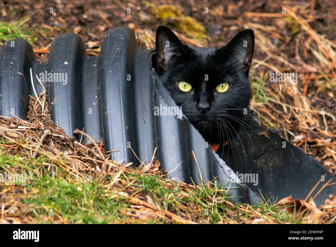 Chat noir piquant hors du tuyau de drainage - Brevard, Caroline du Nord, États-Unis Banque D'Images Chat noir piquant hors du tuyau de drainage - Brevard, Caroline du Nord, États-Unis Banque D'Images