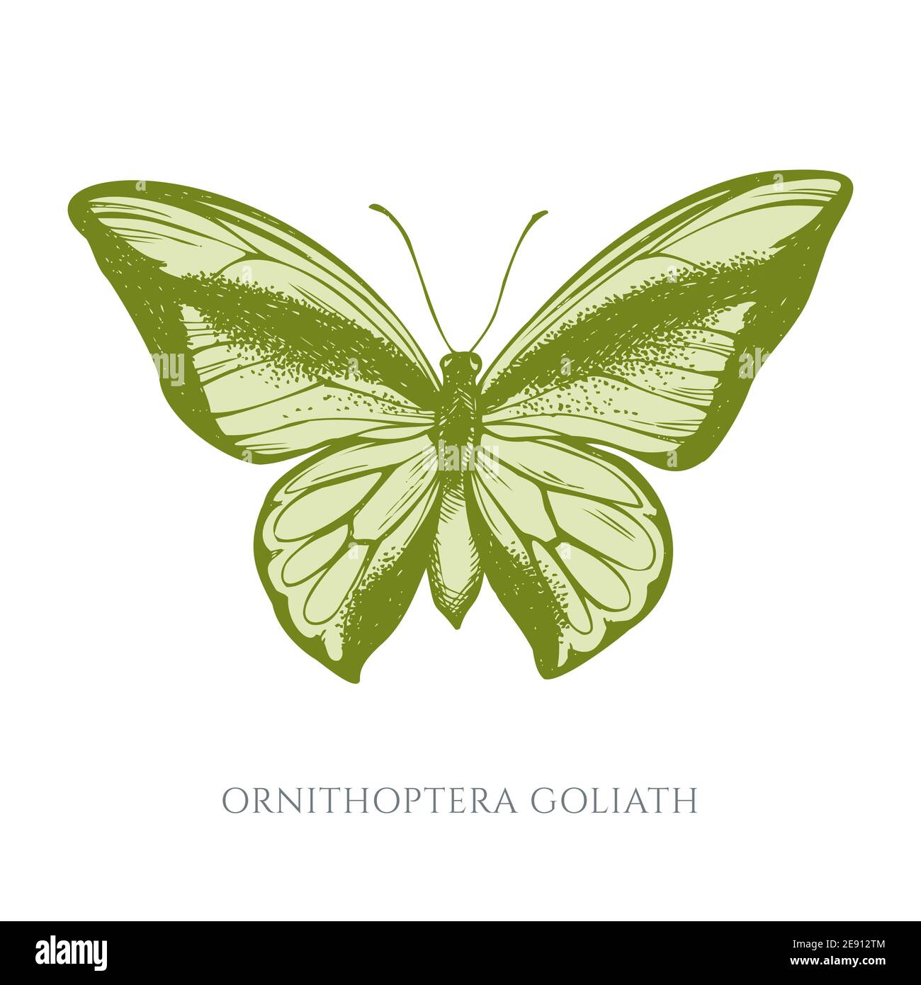 Ensemble vectoriel de papillons à queue d'arbre en forme de pastel dessinés à la main Illustration de Vecteur