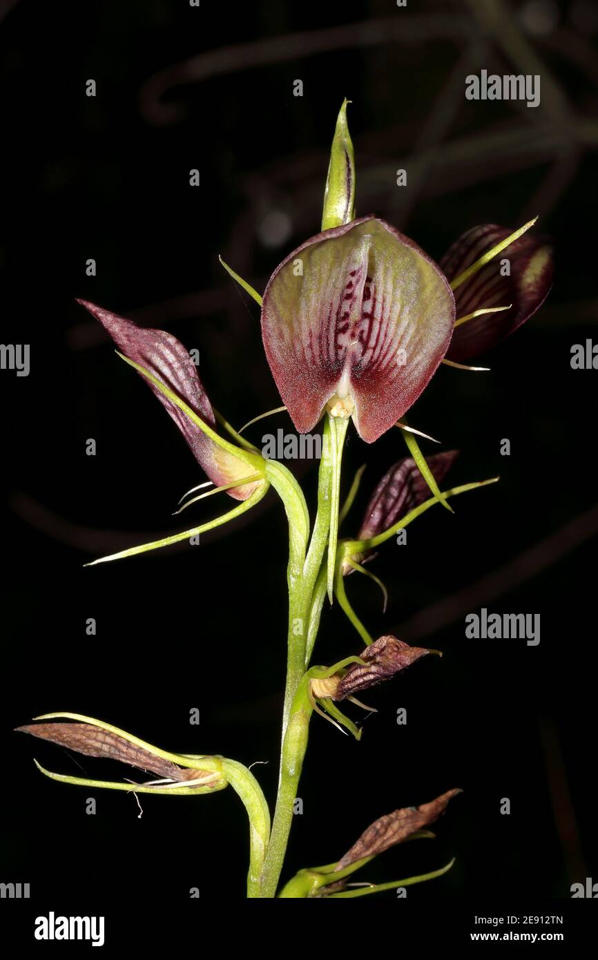 Plante d'orchidée Bonnnet en fleur Banque D'Images