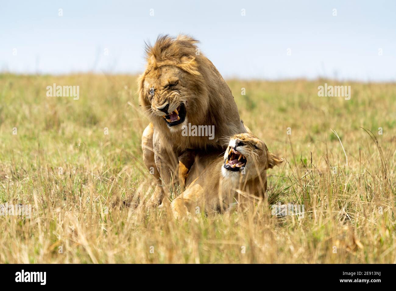 lions se reproduisant dans les plaines de Tanzanie Banque D'Images