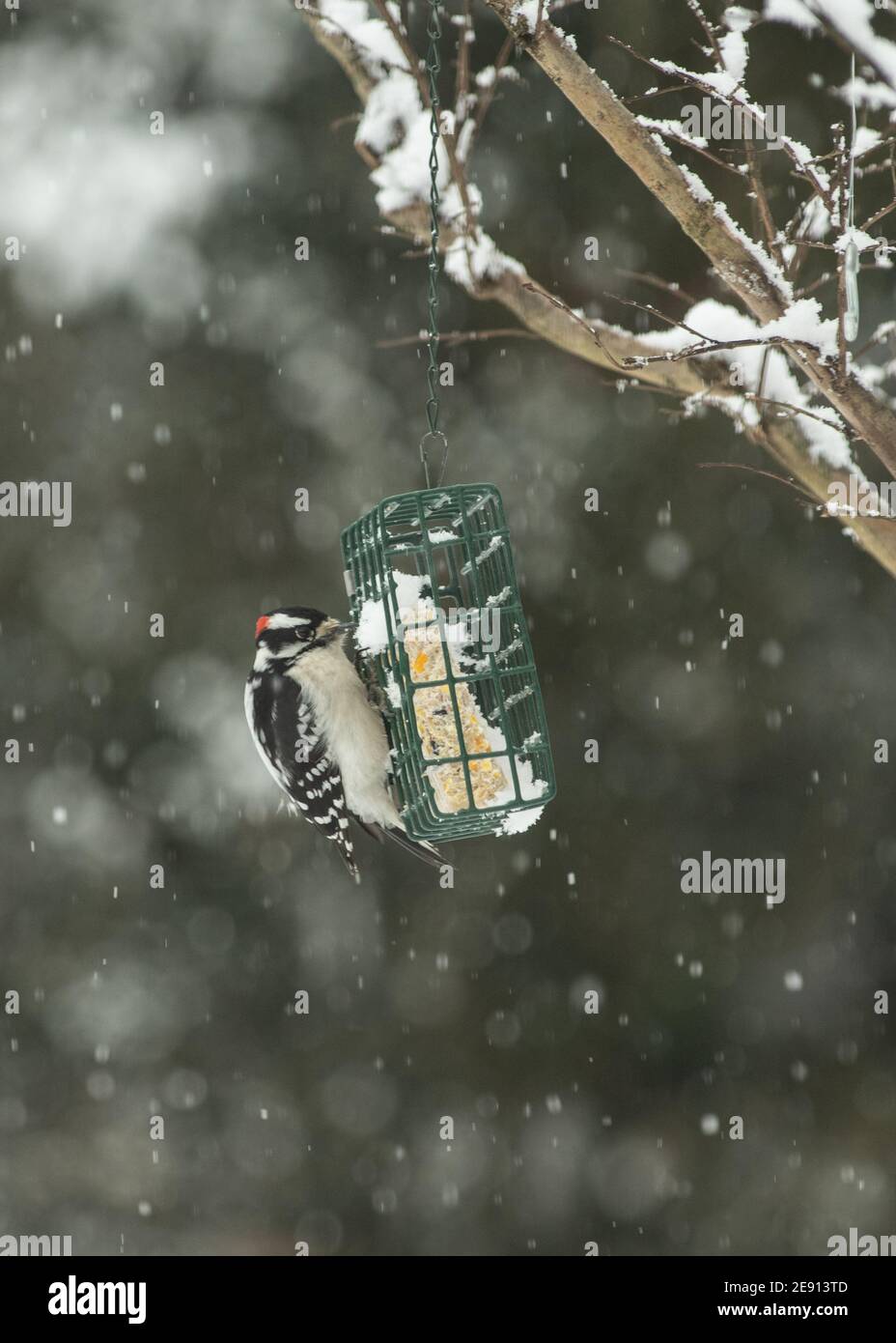 Pic de bois (Dryobates pubescens) à l'alimenteur de suet en hiver Banque D'Images