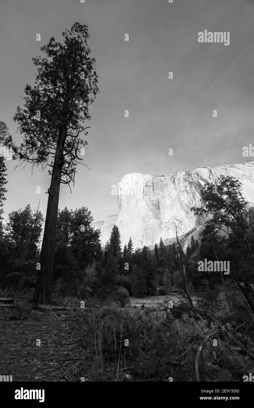 El Capitan vu depuis le fond de la vallée de Yosemite. Photo verticale en noir et blanc Banque D'Images