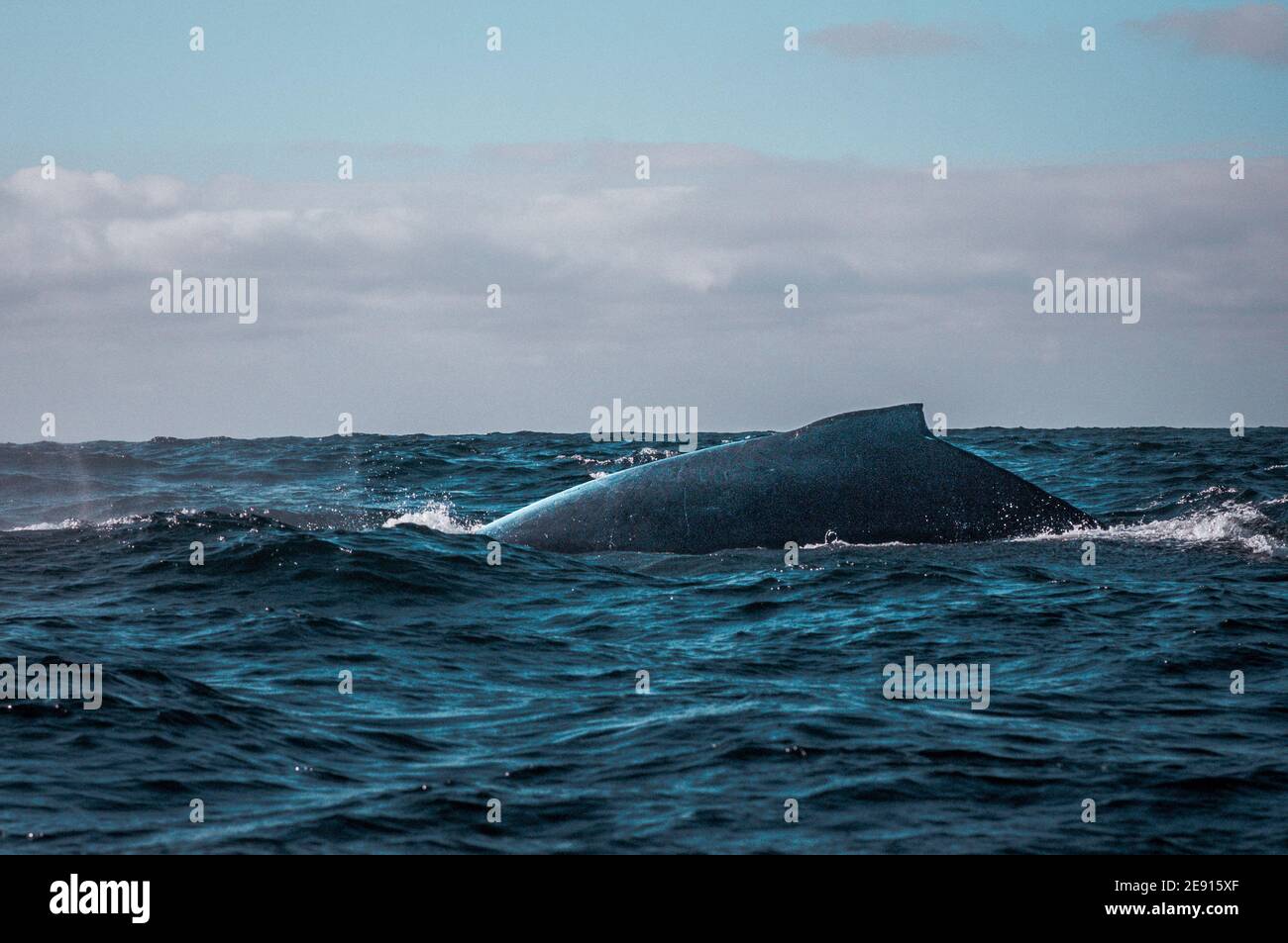 Baleine bleue nageant dans l'océan pacifique près de Punta et Puerto vallarta au Mexique Banque D'Images