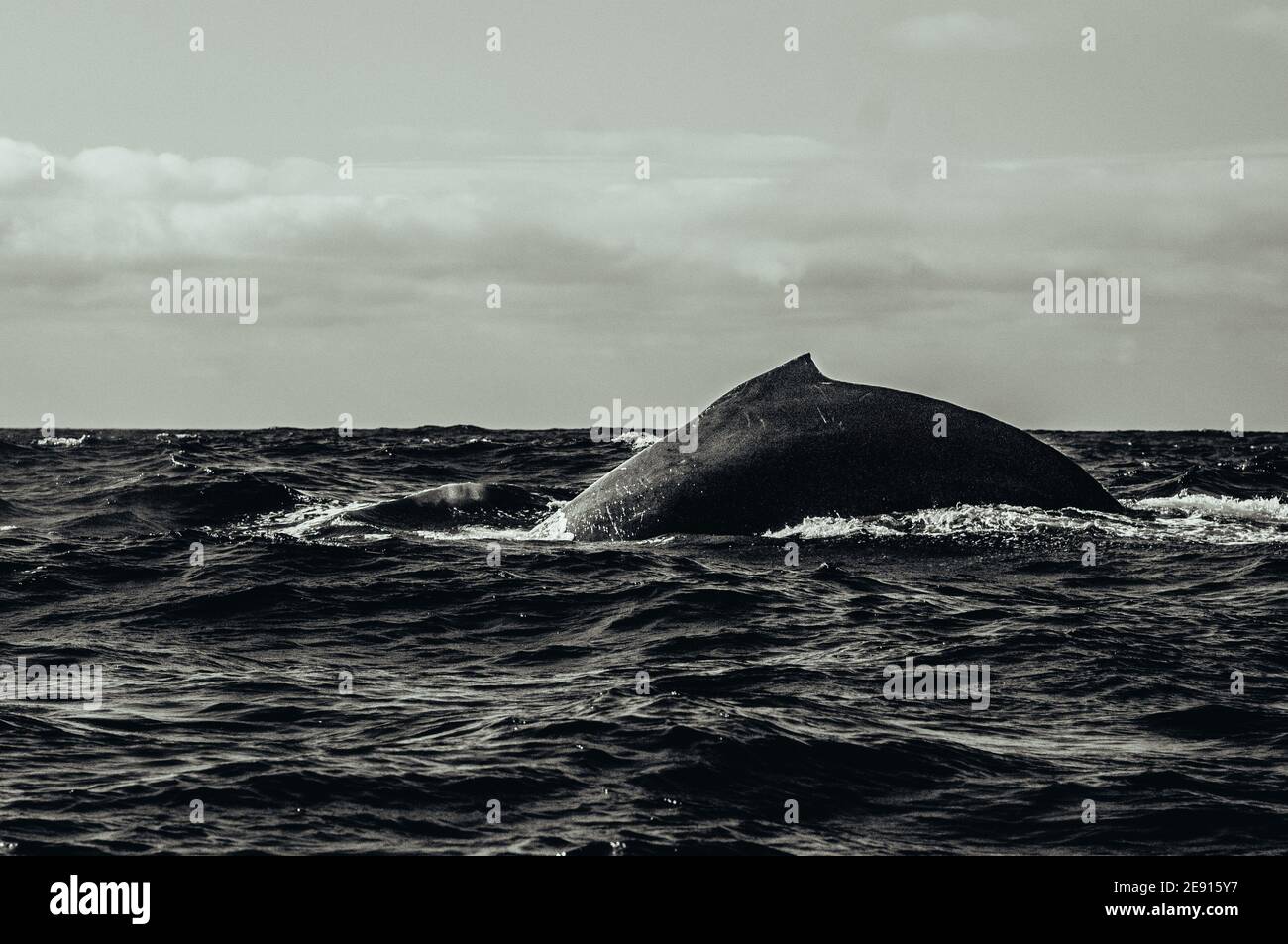 Baleine bleue nageant dans l'océan pacifique près de Punta et Puerto vallarta au Mexique Banque D'Images