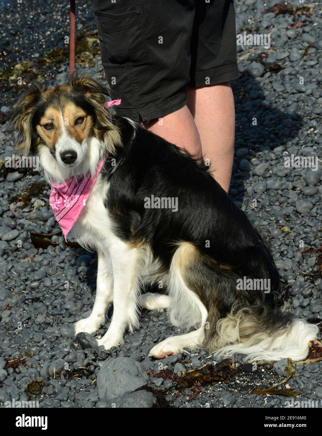 Un touriste marche avec son chien de compagnie sur Cobble Beach, dans la zone naturelle exceptionnelle de Yaquina Head près de Newport, Oregon. Banque D'Images