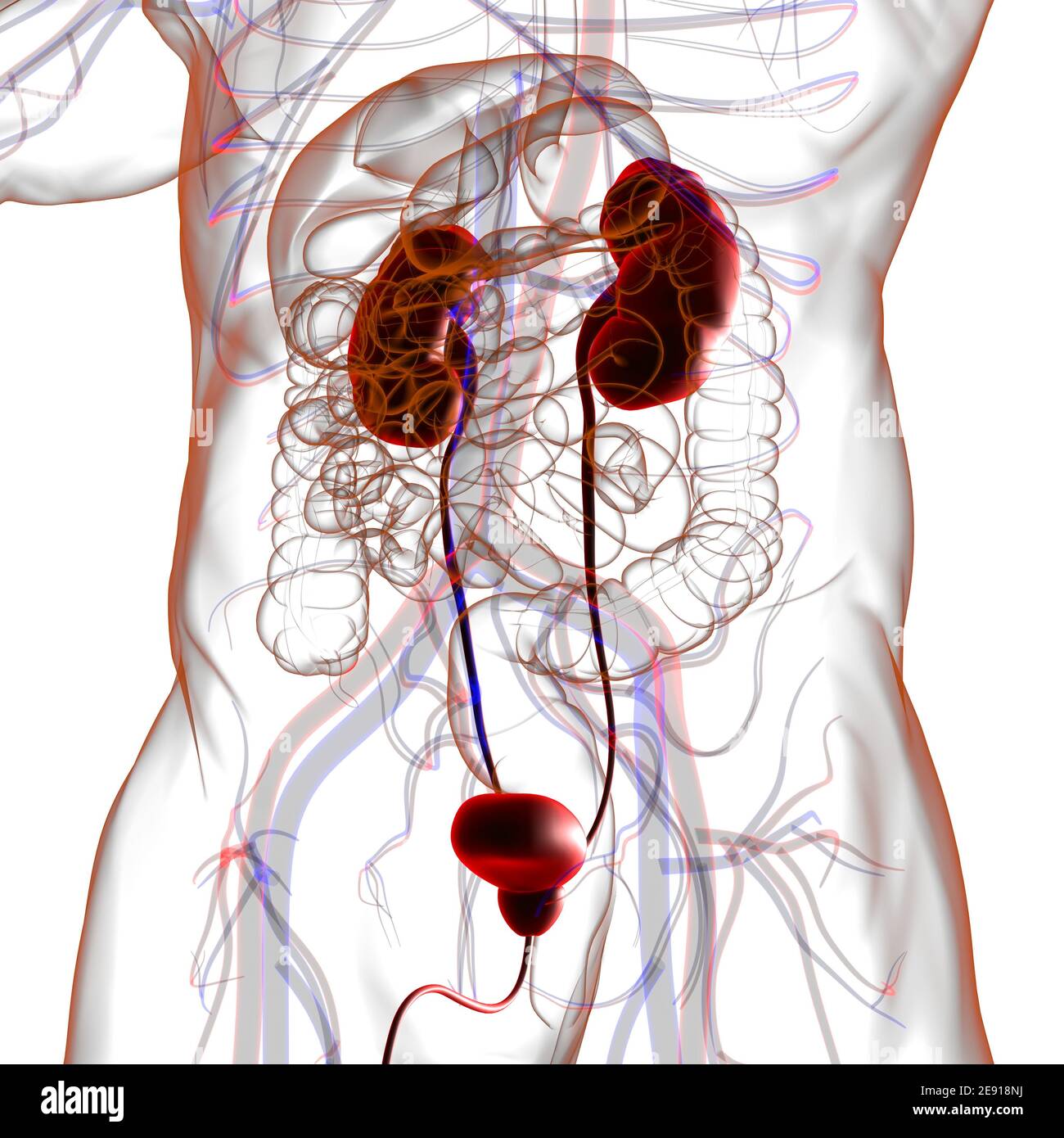 Anatomie de corps humain illustration de vecteur. Illustration du vessie -  52769659