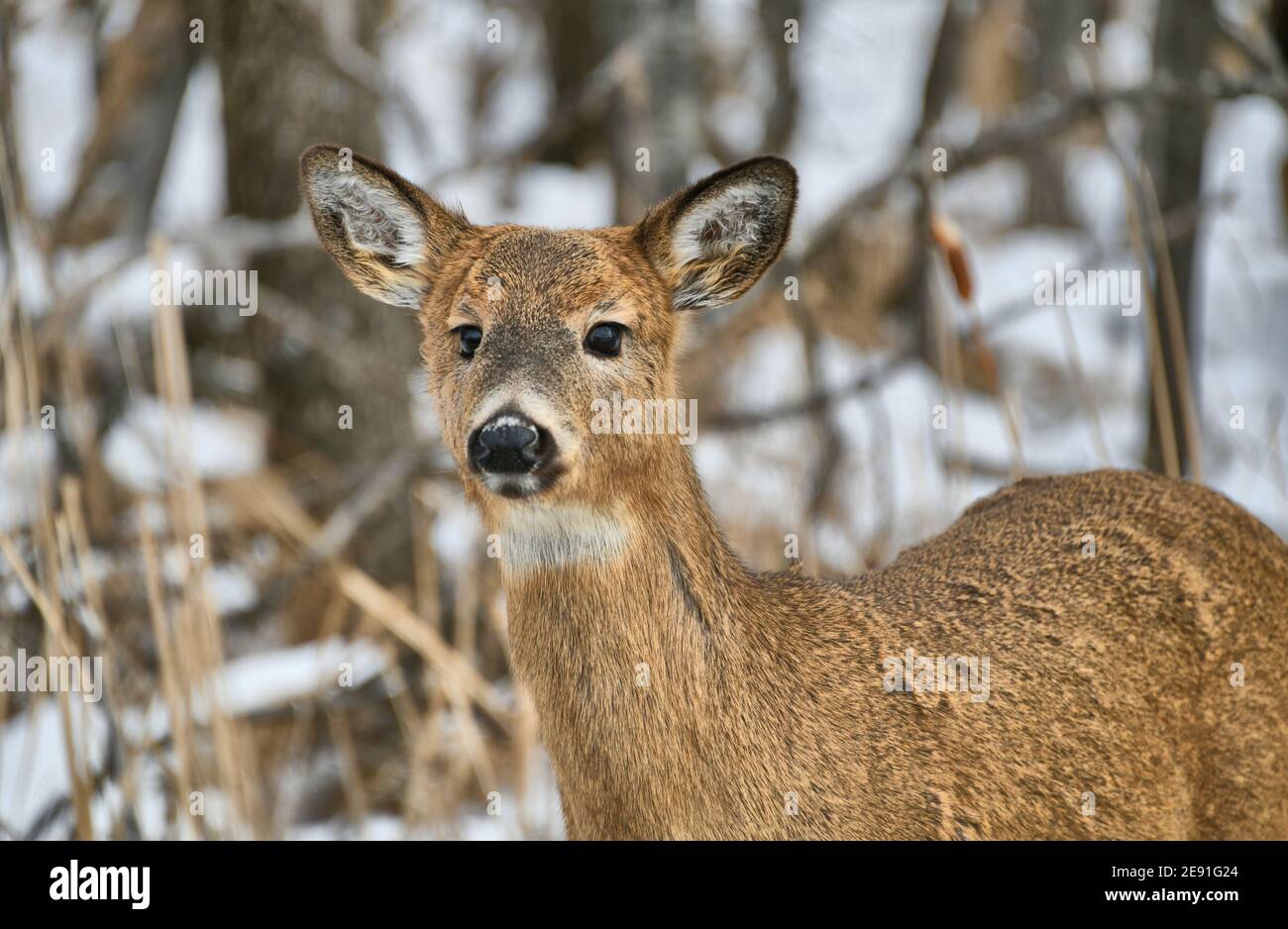 Gros plan d'un doe à queue blanche se tenant au bord d'une forêt en hiver. Banque D'Images