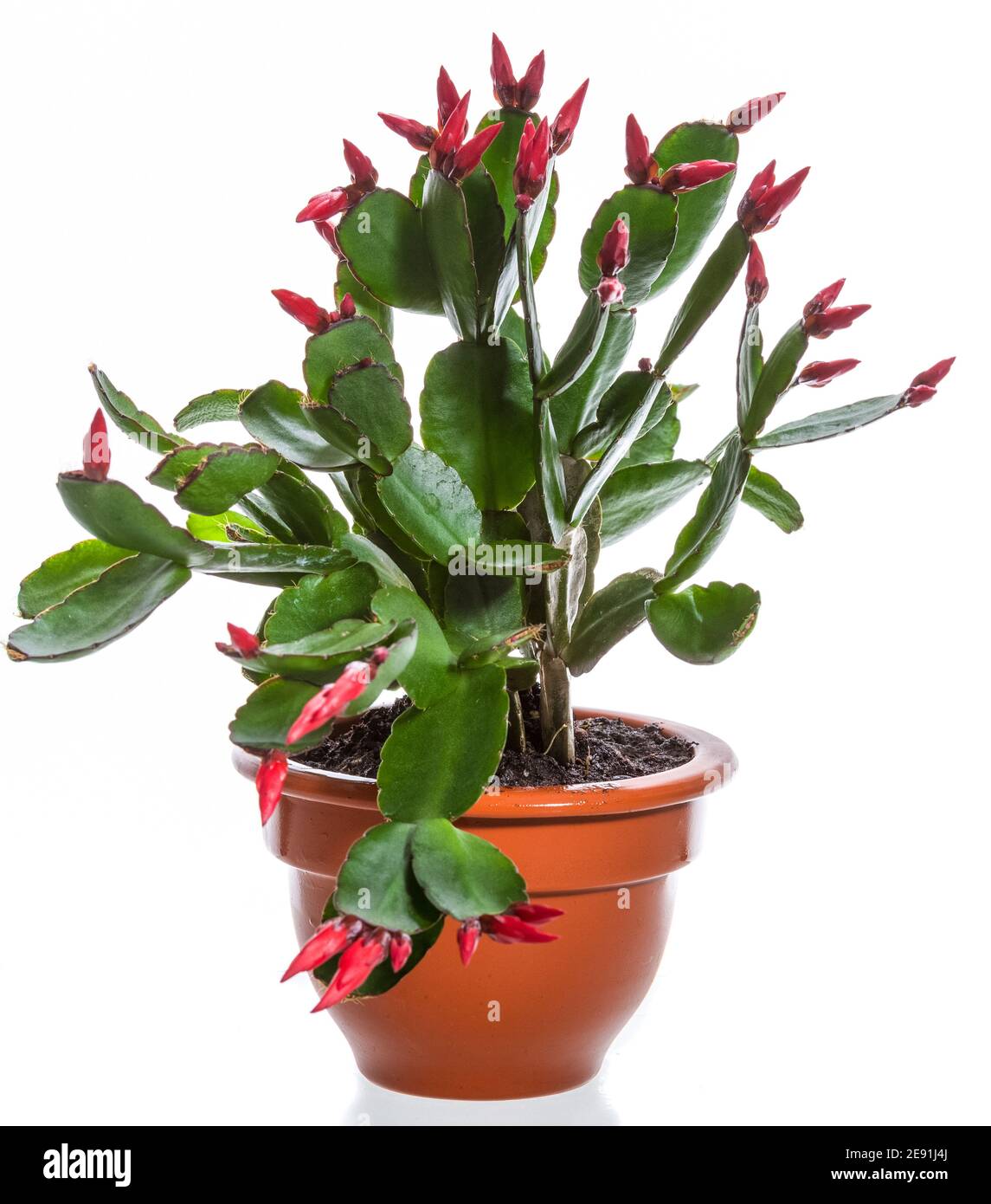 Julkaktus, cactus de Noël (Schlumbergera x buckleyi) Banque D'Images