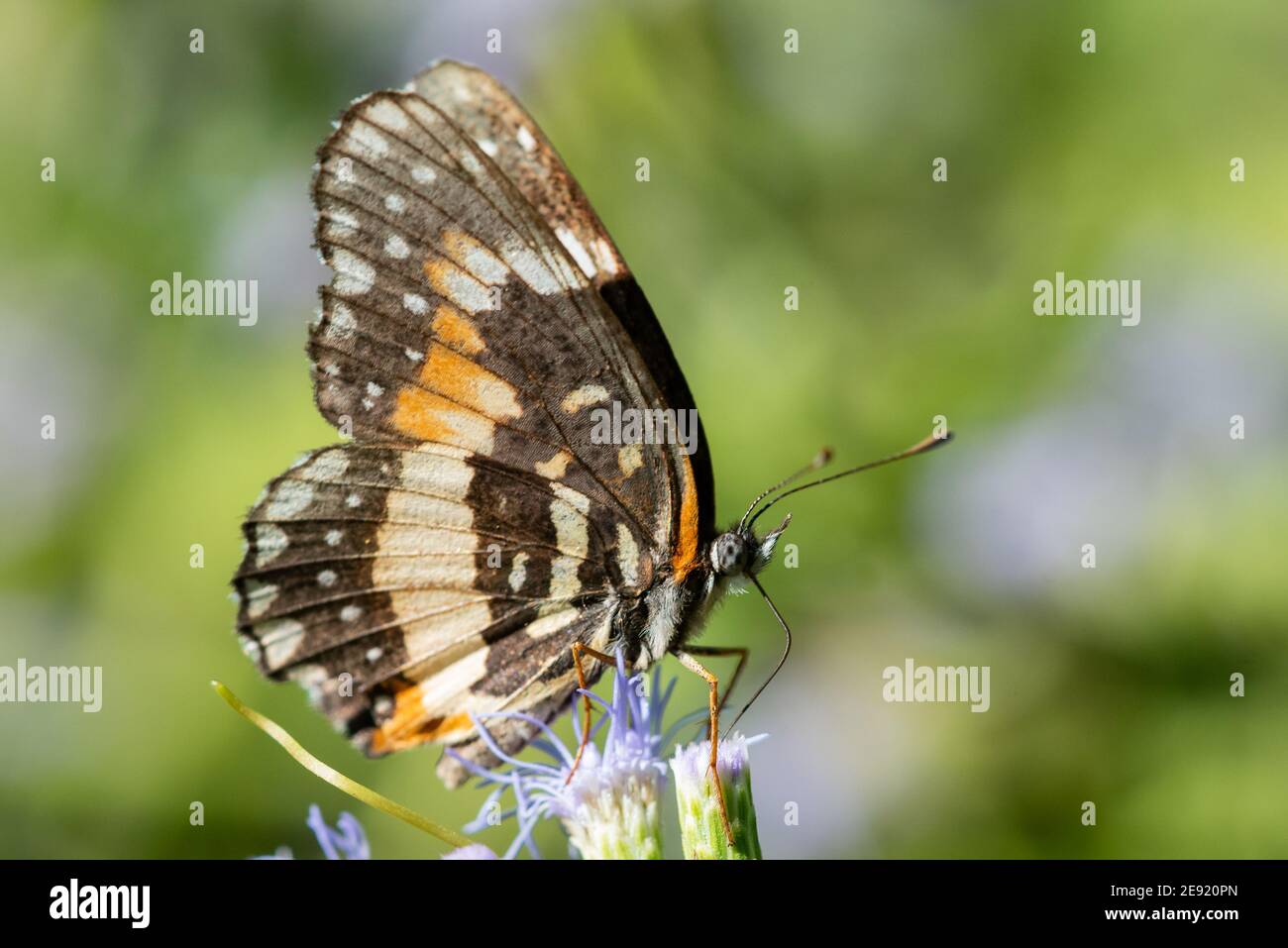 Un papillon de patchwork bordé se nourrissant d'une fleur sauvage au National Butterfly Centre. Banque D'Images