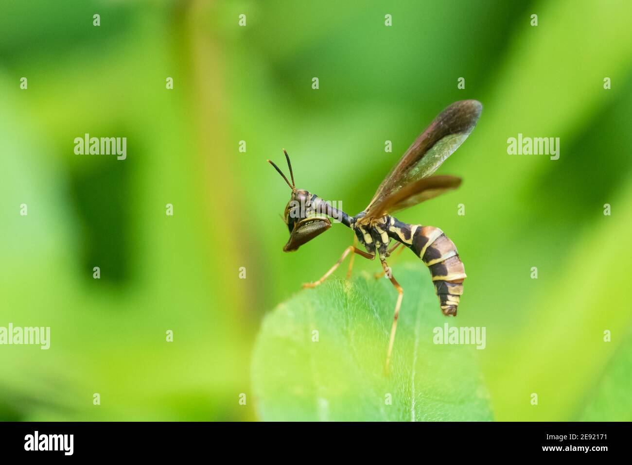 Une mouche à guêpe brune, un modèle de guêpe, dans le Wisconsin. Banque D'Images