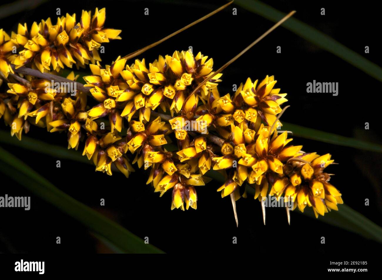Ce n'est pas une fleur sauvage que vous voudriez cueillir - ce tapis à tête épineuse Rush (Lomandra longifolia) a vraiment de grandes épines! Récemment populaire comme usine de pot. Banque D'Images