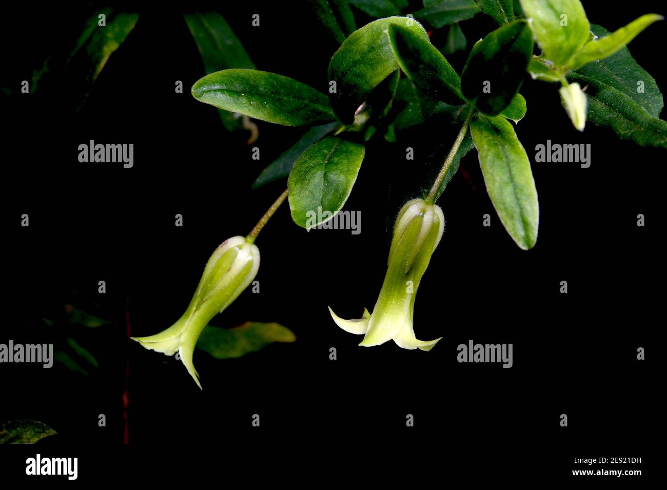 Les boulettes de pommes (Blardiera scandens), également connues sous le nom de baies de pommes, ont de jolies fleurs vertes sur un rambling super-réducteur, suivies de baies vertes comestibles. Banque D'Images