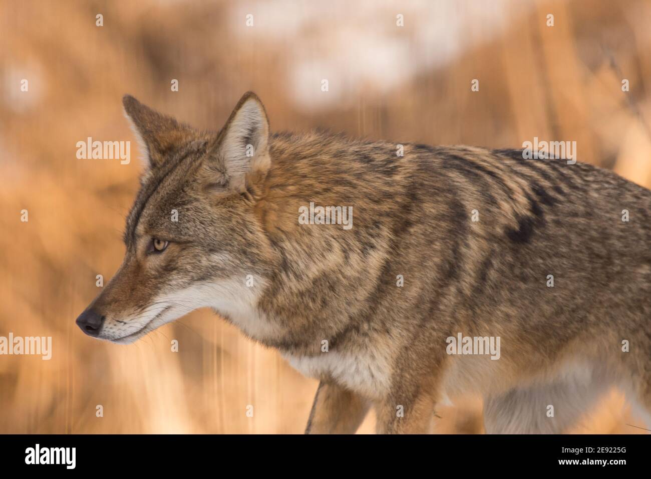 Un coyote chasse pour la nourriture en hiver dans le Wisconsin. Banque D'Images