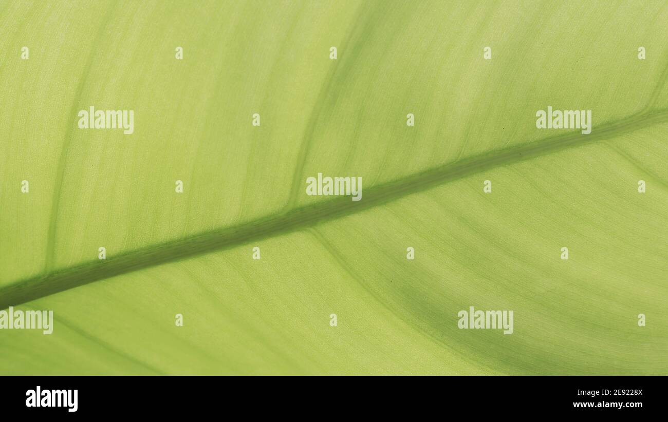 texture de la feuille de gros plan montrant les détails de la veine de la feuille. vert écologique et écologique concept de conservation. plante à feuilles larges avec soleil naturel l Banque D'Images