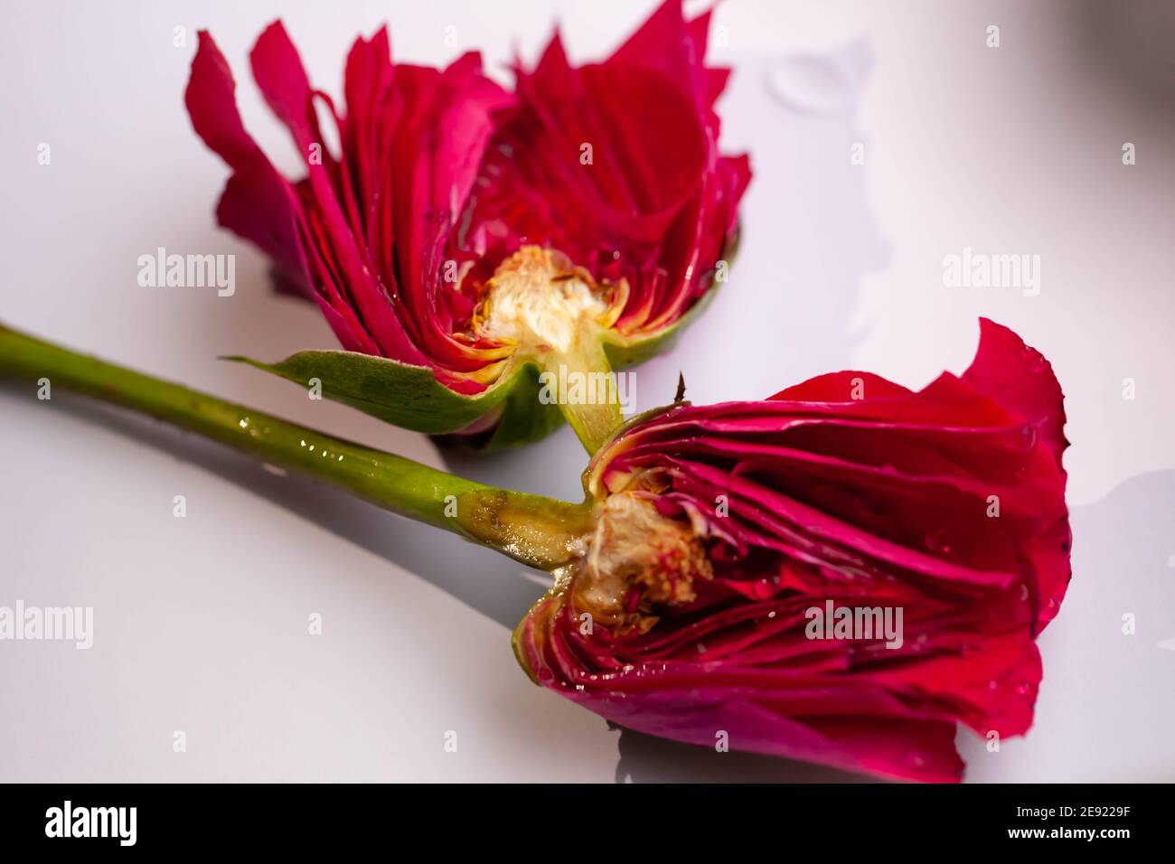 Détail intérieur d'une rose rouge coupé en deux moitiés Photo Stock - Alamy