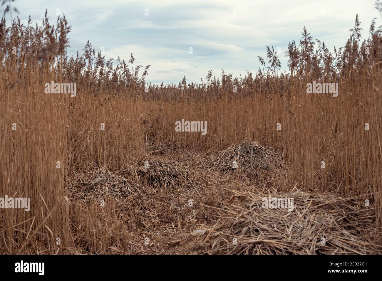 Des roseaux séchés et faubourés dans un marais à la fin de l'hiver Terres humides et habitat protégés pour de nombreuses espèces Banque D'Images
