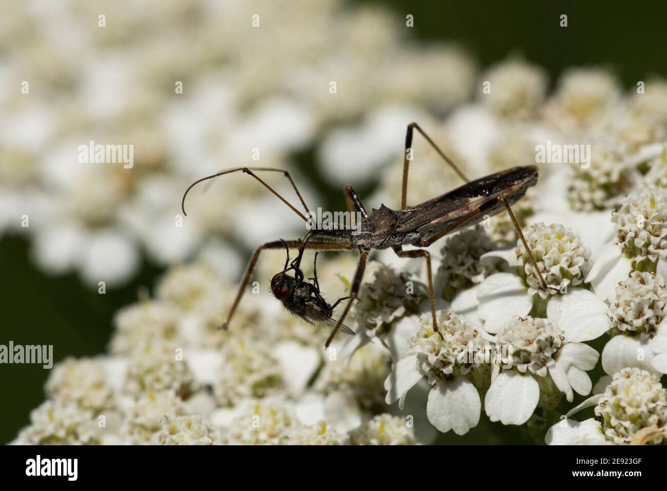 Un Bug d'Assassin à quatre poussées se prérit à la volée sur des fleurs d'yarrow. Banque D'Images