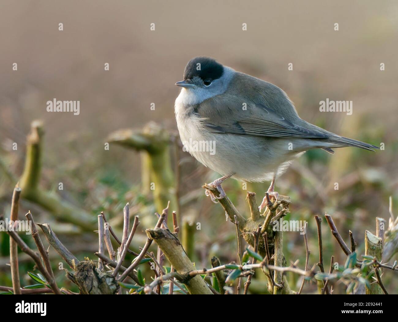 Un Blackcap eurasien (Sylvia atricapilla) perché au sommet de hedgerow, dans le Warwickshire Banque D'Images