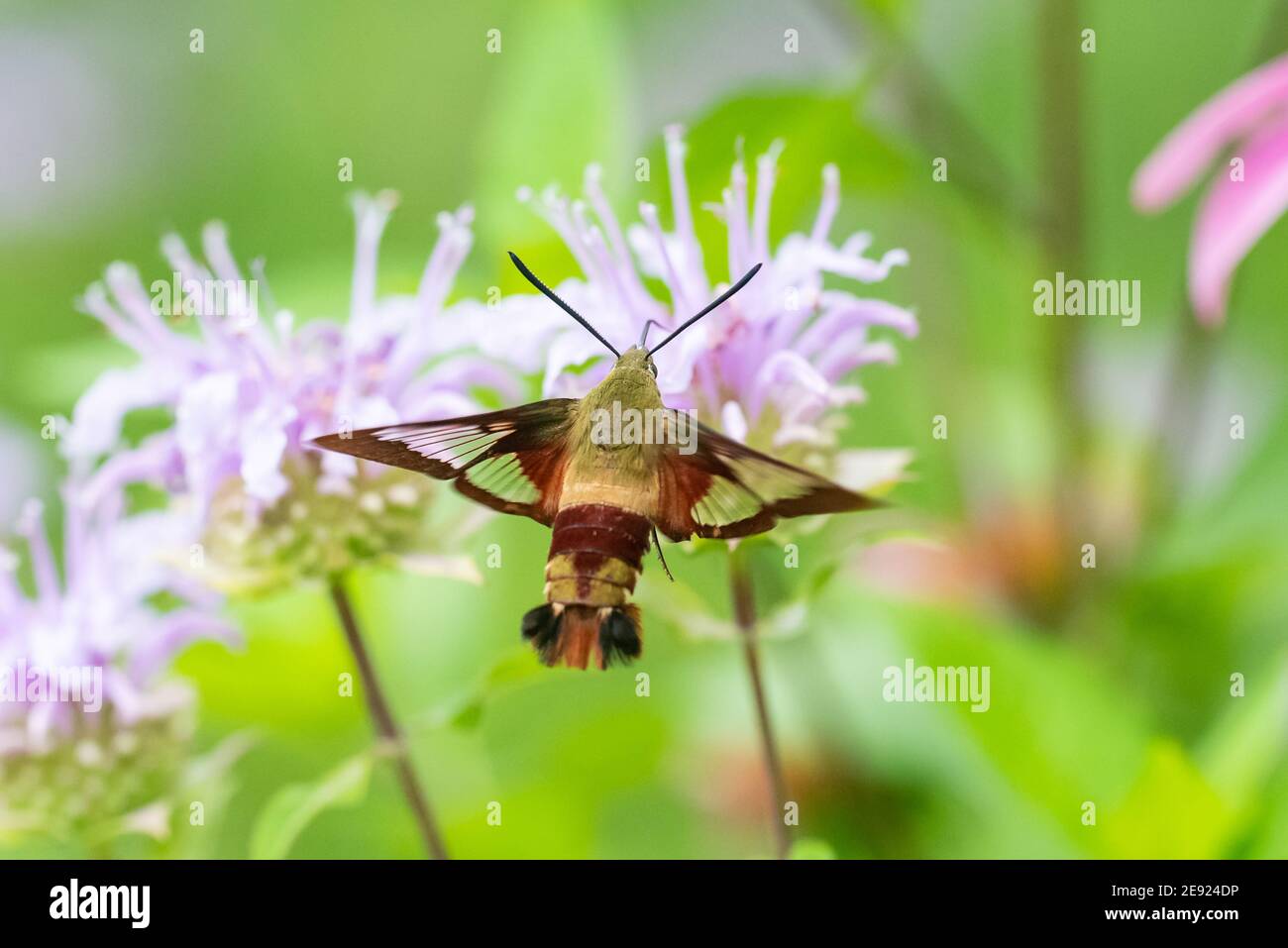 Un Moth à ailes de colibri se nourrissant de fleurs sauvages de Bergomot sauvage. Banque D'Images