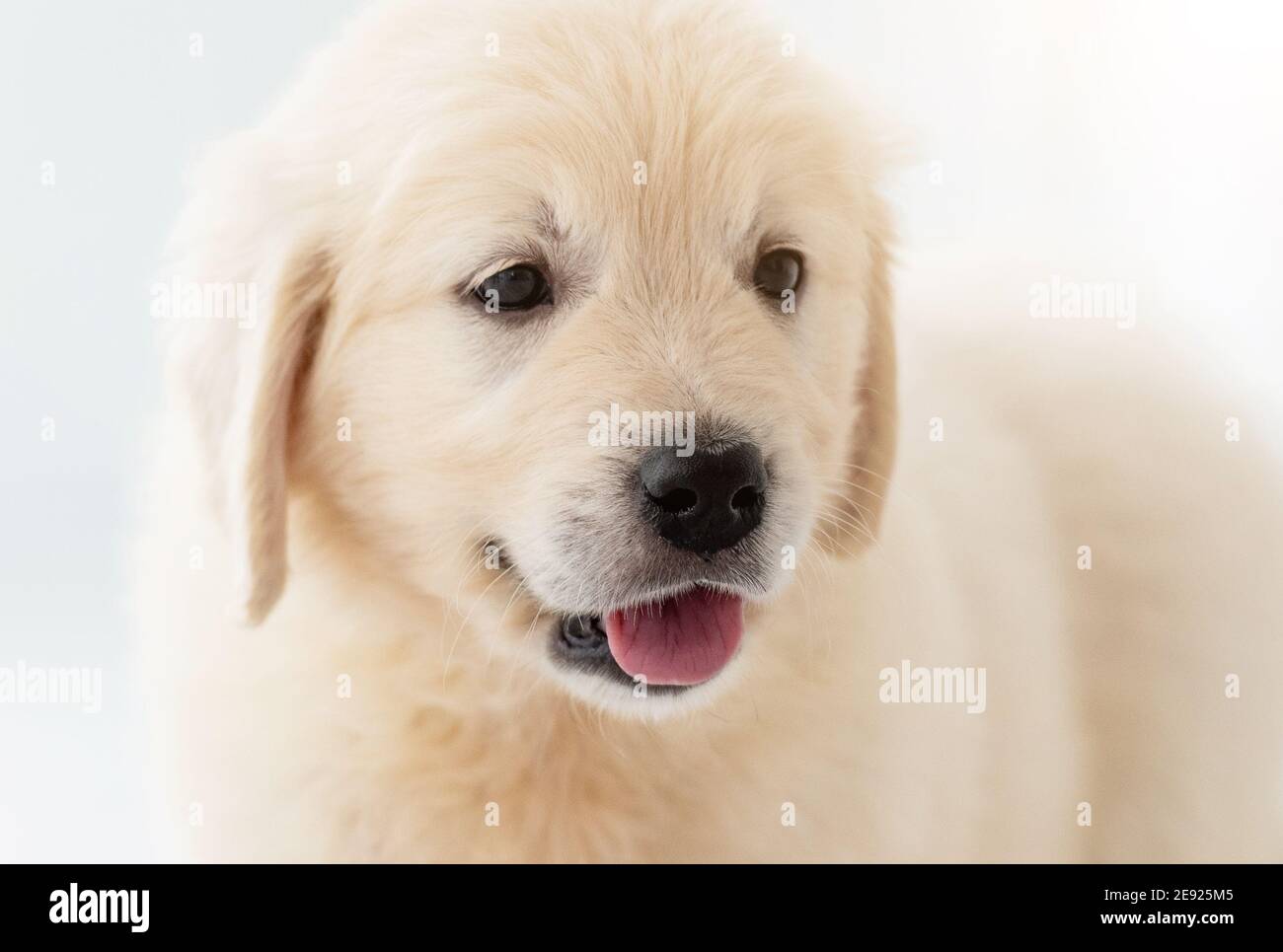 Gros plan sur le chiot de Nice Retriever Banque D'Images