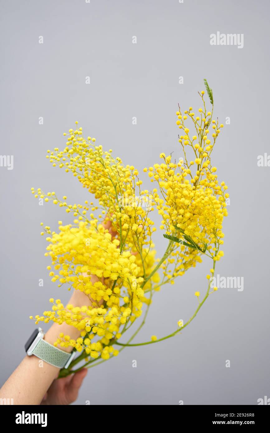 De belles branches de mimosa dans les mains des femmes. Fleurs jaunes  ensoleillées sur une table blanche près de la fenêtre. Livraison fleur  coupée fraîche. Boutique florale européenne Photo Stock - Alamy