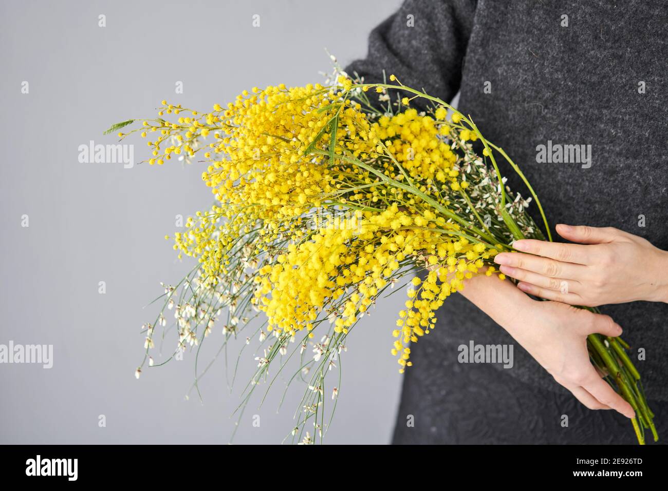 De belles branches de mimosa et de genista dans les mains des femmes.  Fleurs jaunes ensoleillées sur une table blanche près de la fenêtre.  Livraison fleur coupée fraîche. Européen Photo Stock -
